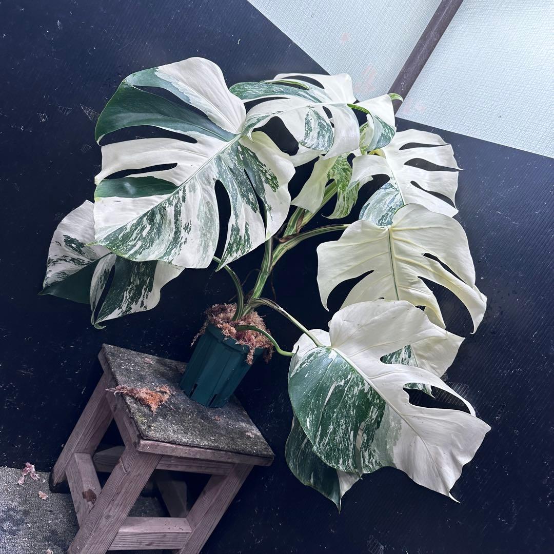 ば*ん様 斑入りモンステラ ホワイトタイガー極美大株64cm白斑多