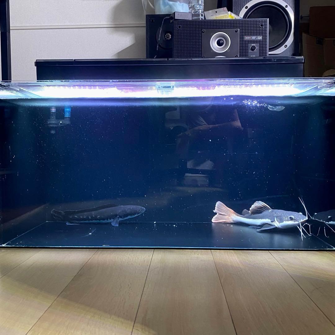 【極美品】900×500×450 アクリル水槽 GEXグランデフィルター セット