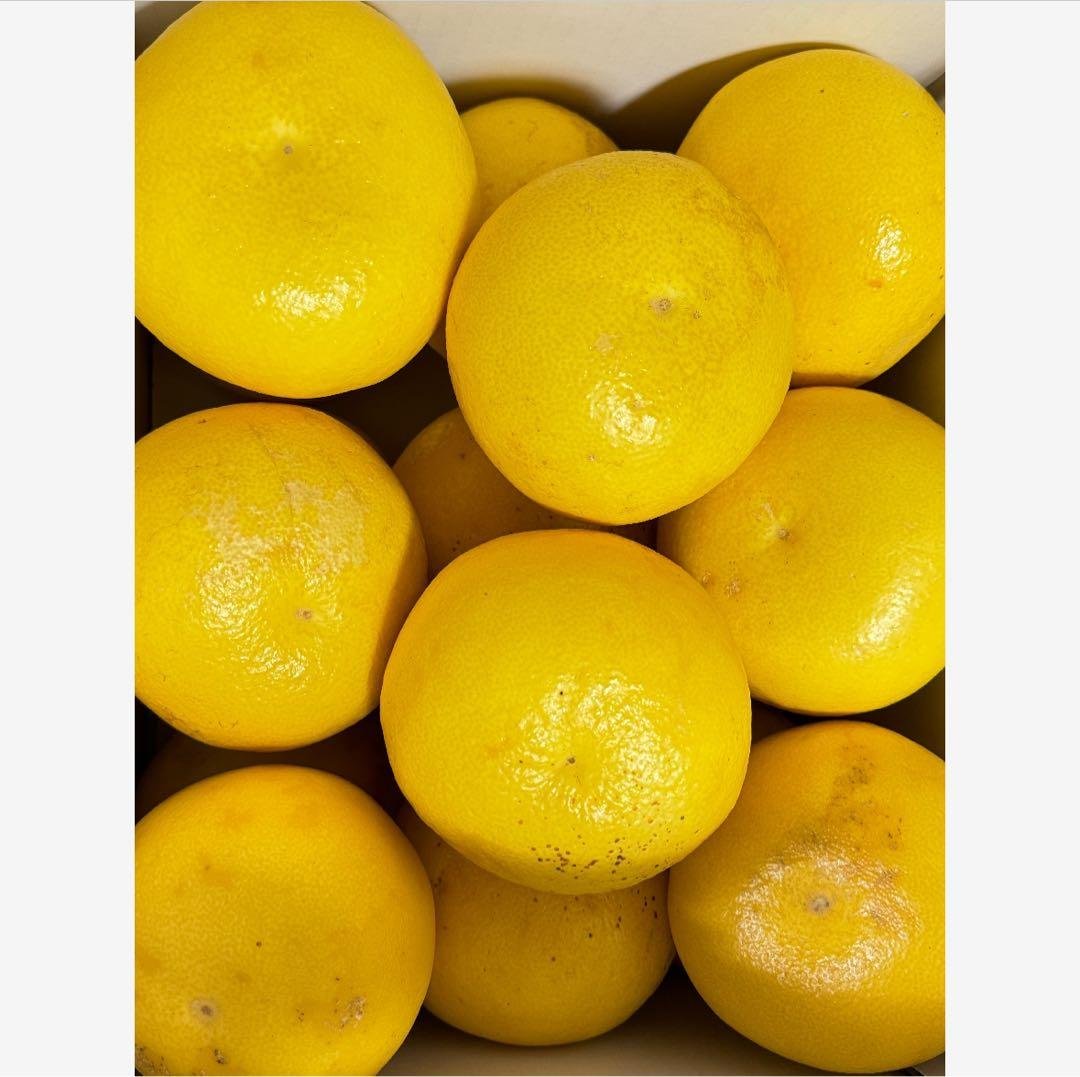 17高知特産 露地栽培 土佐文旦 3L4L文旦 約20kg 大玉 サイズ