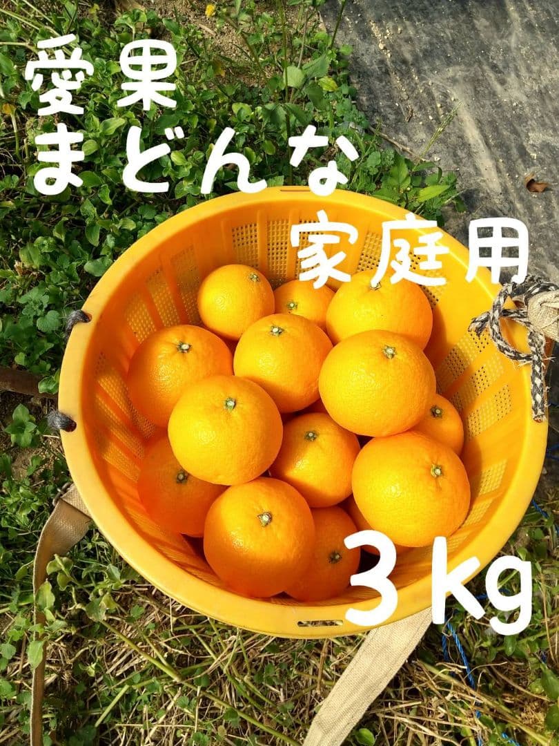 723愛果 まどんな 家庭用 10kg